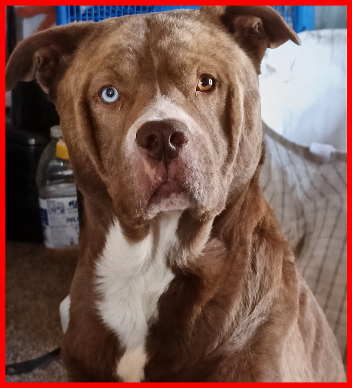 Rocco, a much-loved PETZ HOUSE dog